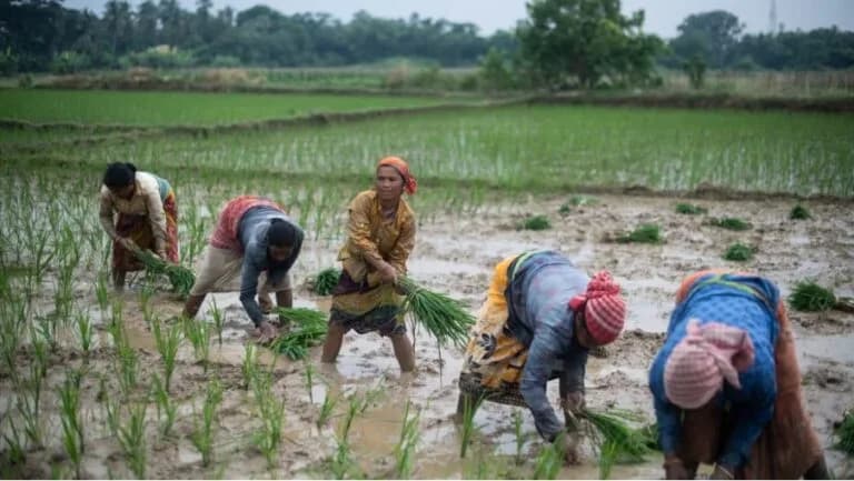 Indias-Immediate-Rice-Export-Ban-Sparks-Global-Concerns-Implications-for-SA-and-Beyond