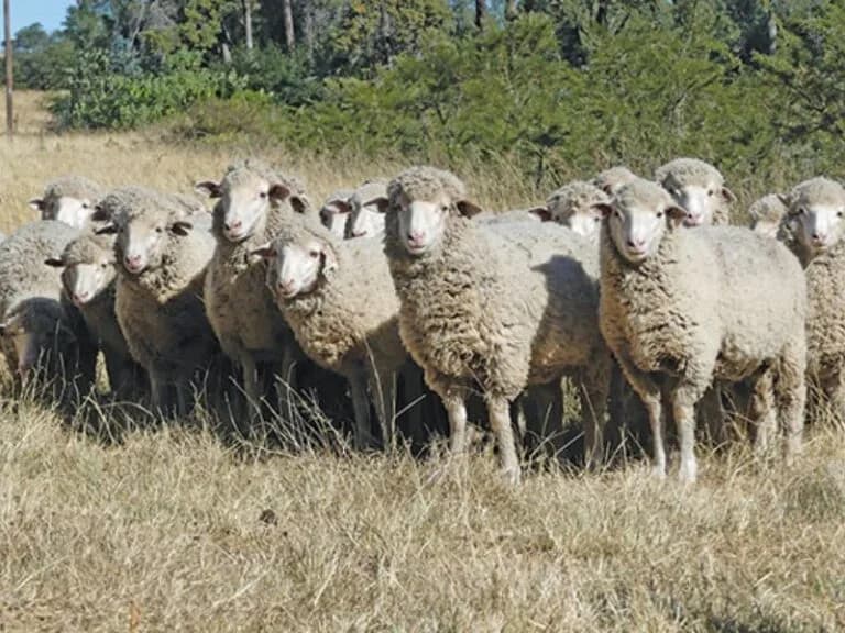 SA economist: “Resumption of wool exports to China comes at an opportune time”