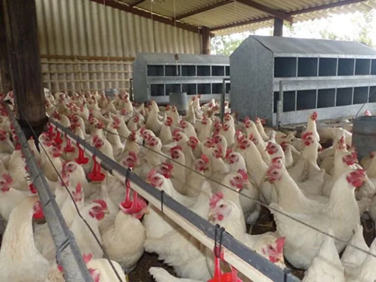 United States swiftly bans poultry imports from Botswana due to avian influenza