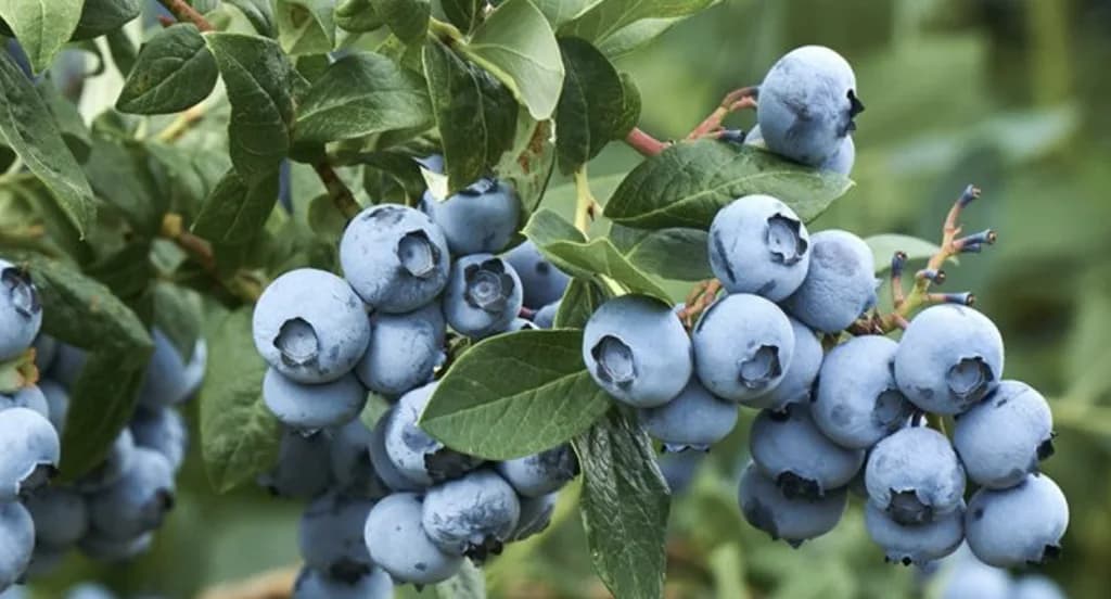 South African Blueberry Farmers Aim to Bounce Back After Challenging 2022 Export Season